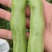 浙江温岭蚕豆大量上市