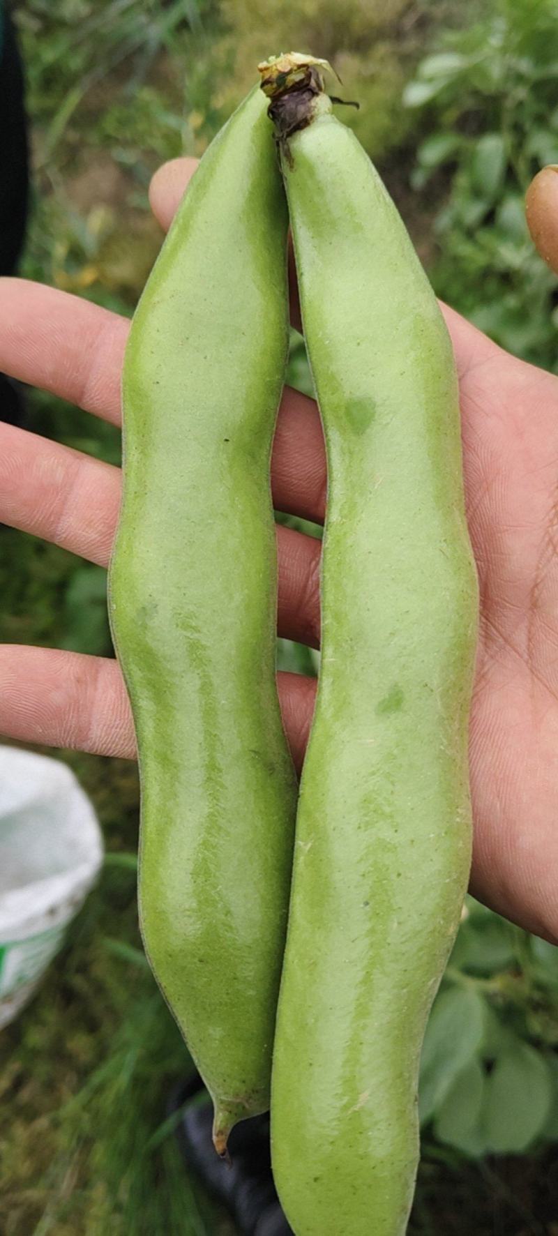 浙江温岭蚕豆大量上市