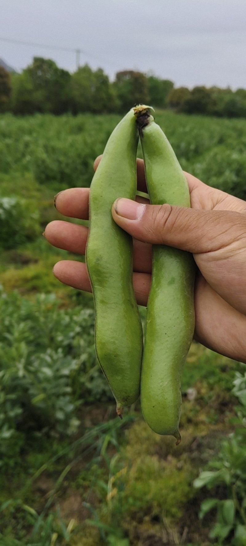 浙江温岭蚕豆大量上市