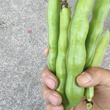 浙江温岭蚕豆大量上市