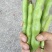 浙江温岭蚕豆大量上市