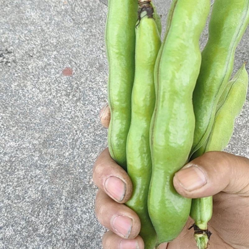 浙江温岭蚕豆大量上市