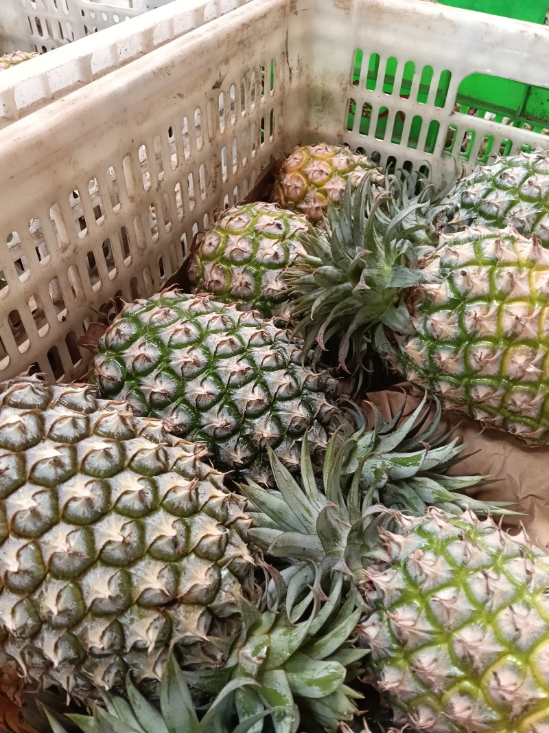海南金钻凤梨，甜爽可口，非常好吃，欢迎选购