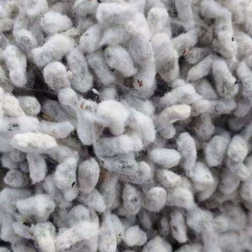 新疆精选棉籽基地直供质量保证一手货源全国发货欢迎订购