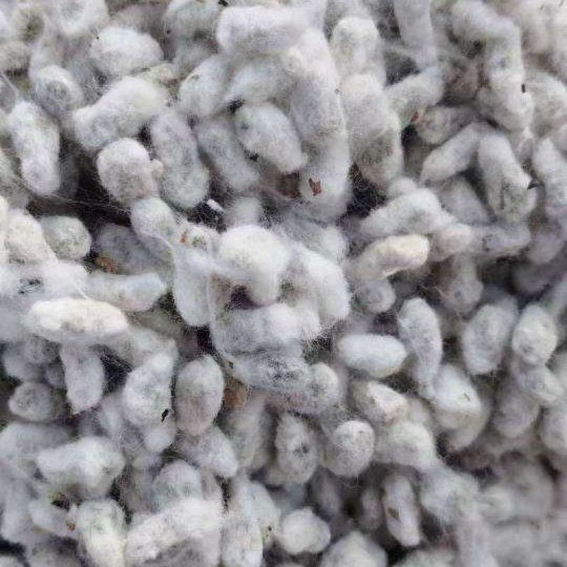 新疆精选棉籽基地直供质量保证一手货源全国发货欢迎订购