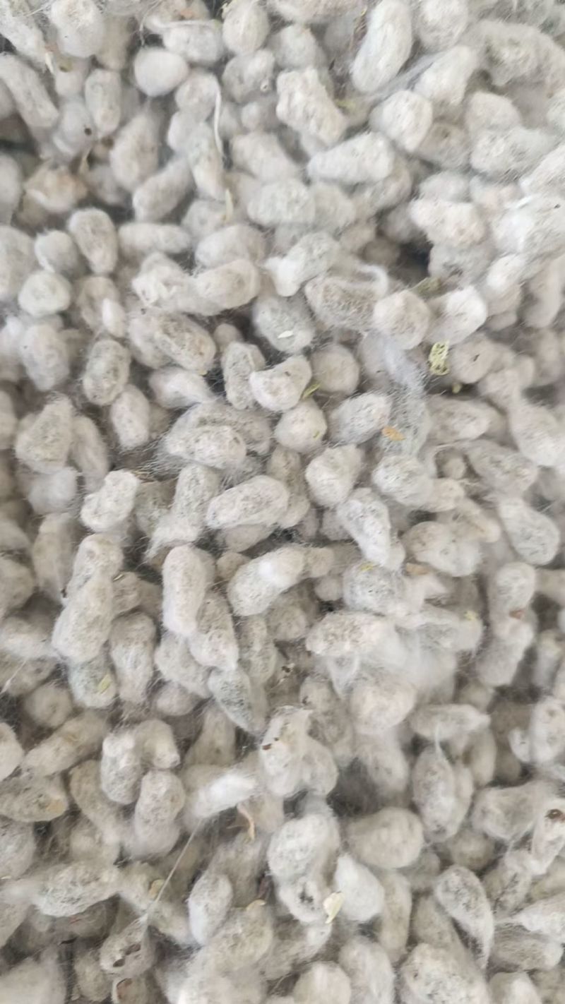 新疆精选棉籽基地直供质量保证一手货源全国发货欢迎订购