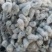 新疆精选棉籽基地直供质量保证一手货源全国发货欢迎订购