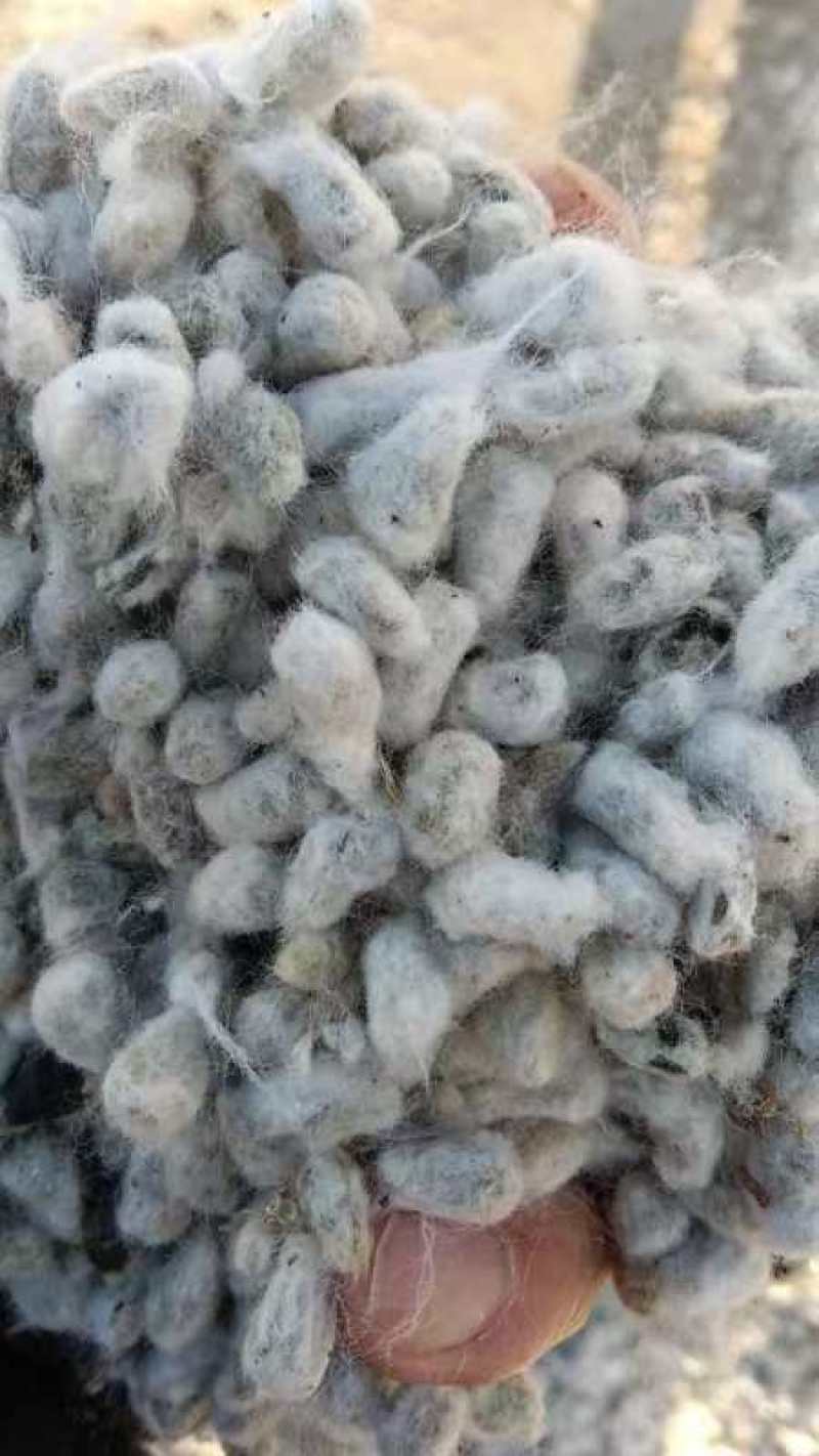 新疆精选棉籽基地直供质量保证一手货源全国发货欢迎订购