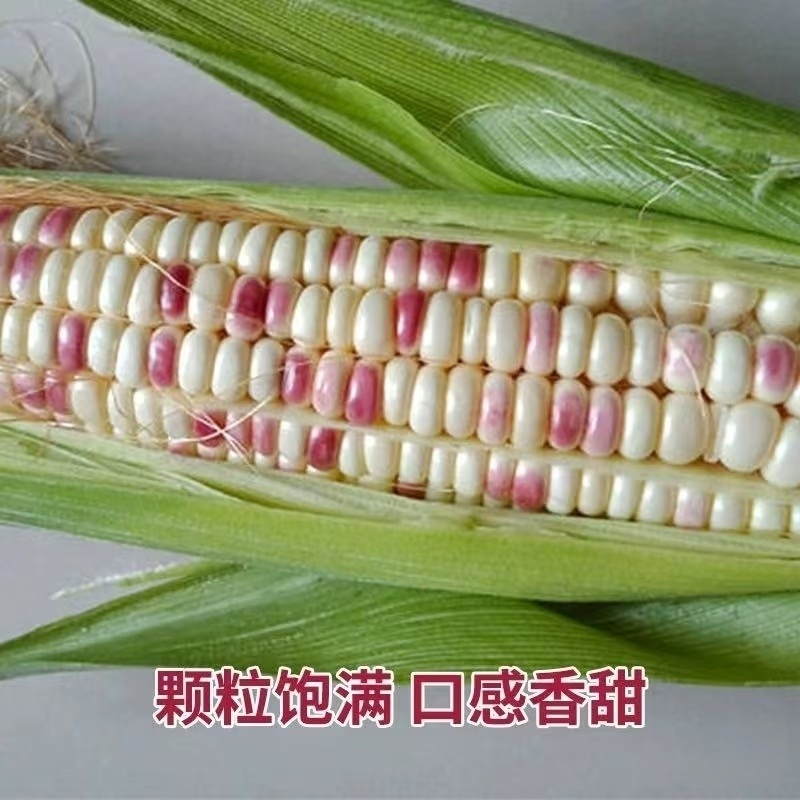 广东徐闻花糯676产地直发现采现发甜糯品种齐全优质