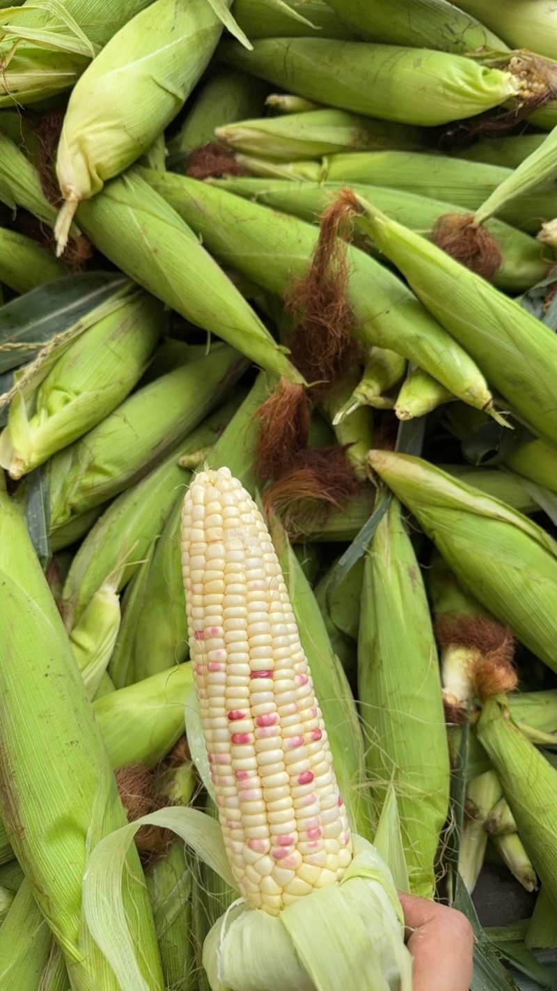广东徐闻花糯676产地直发现采现发甜糯品种齐全优质