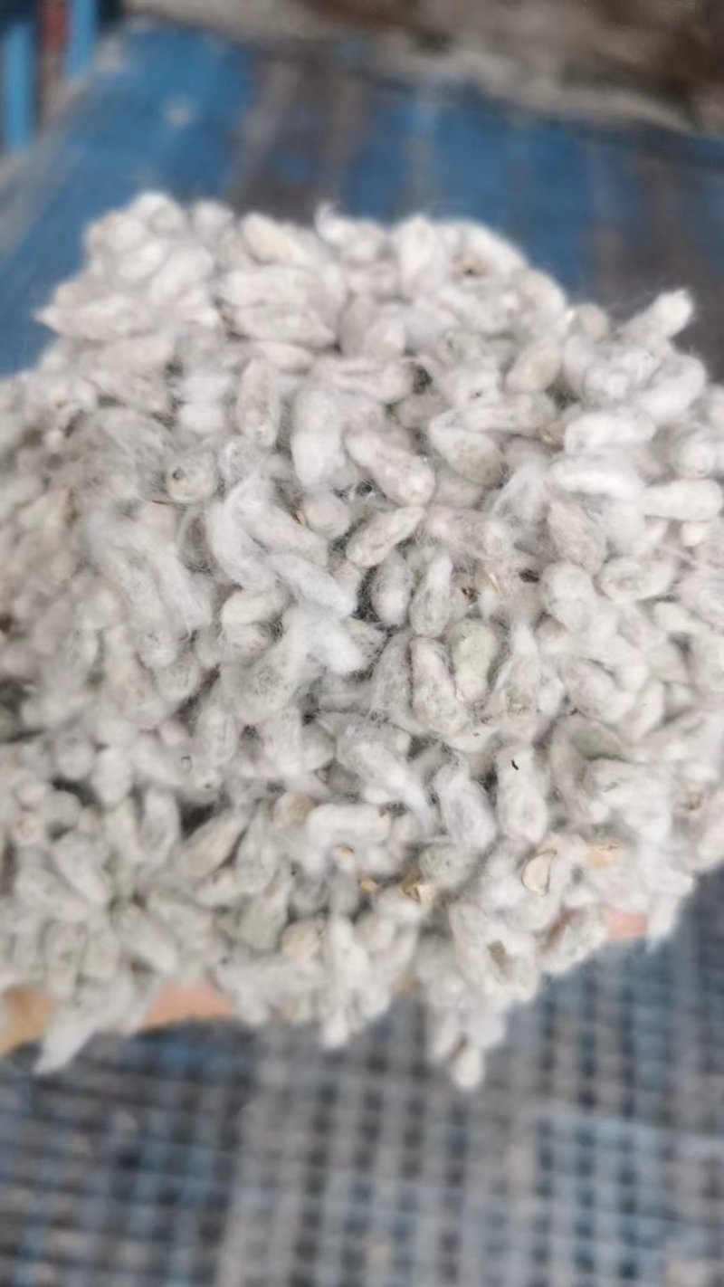 新疆精选棉籽基地直供质量保证一手货源全国发货欢迎订购