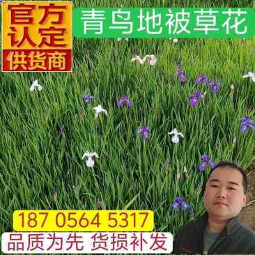 花菖蒲玉蝉花基地直发保质保量花菖蒲杯苗