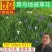 花菖蒲玉蝉花基地直发保质保量花菖蒲杯苗