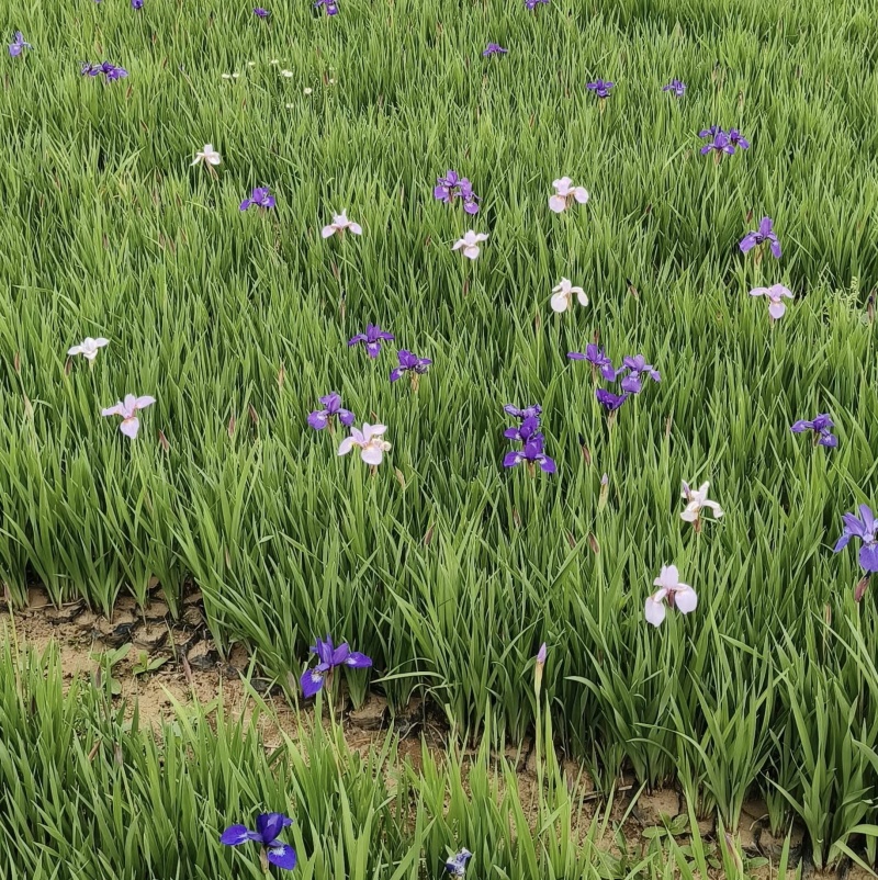 花菖蒲玉蝉花基地直发保质保量花菖蒲杯苗