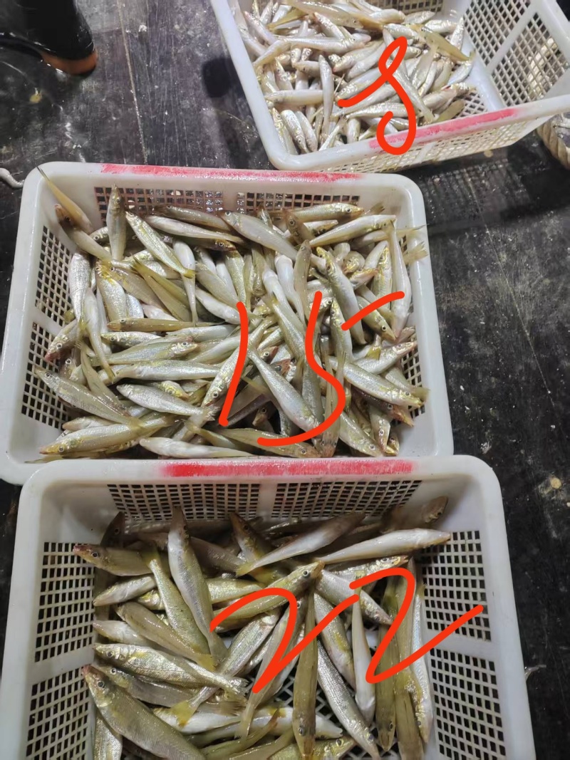 当日网捕沙尖鱼