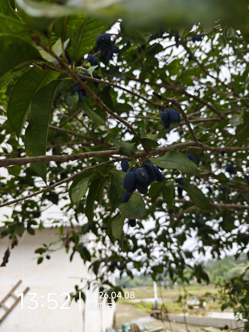 桂花籽