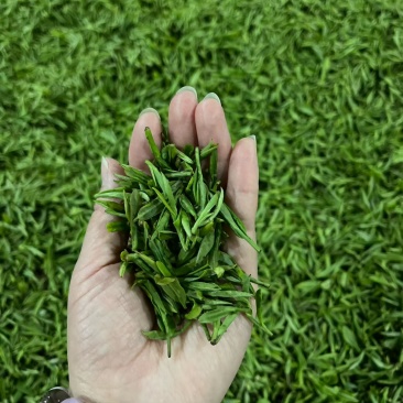 明前茶岳西翠兰