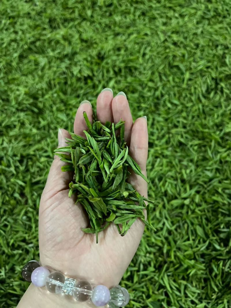明前茶岳西翠兰