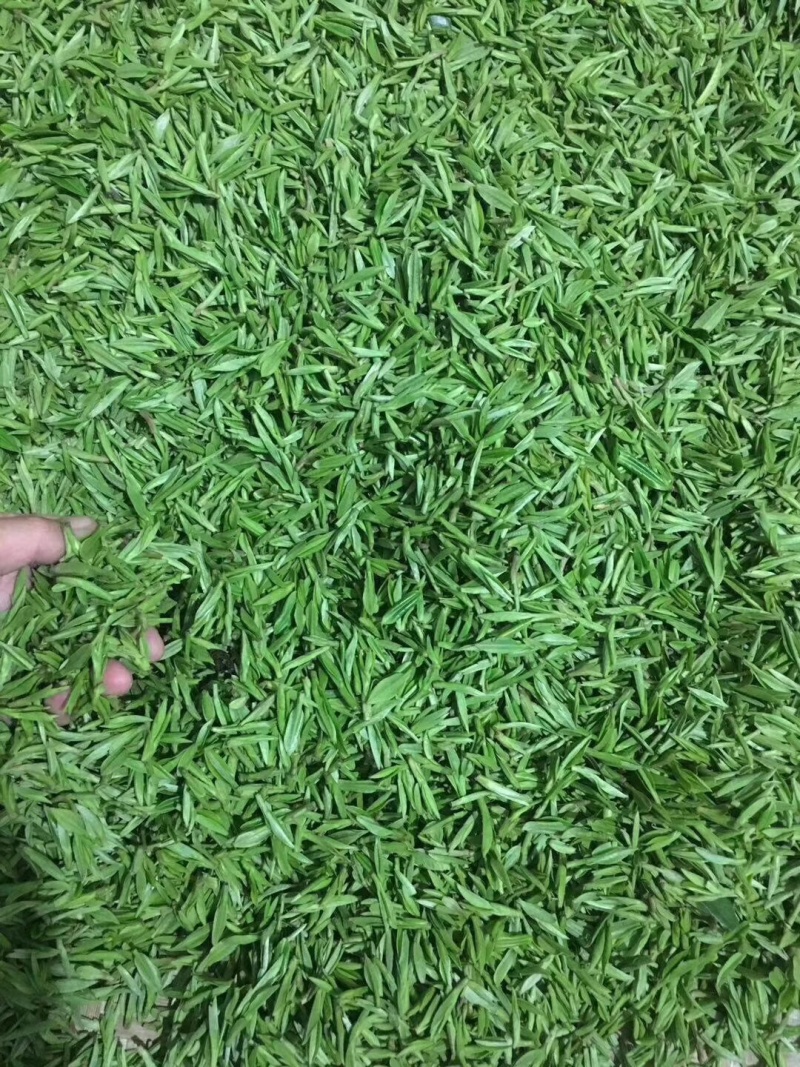 明前茶岳西翠兰