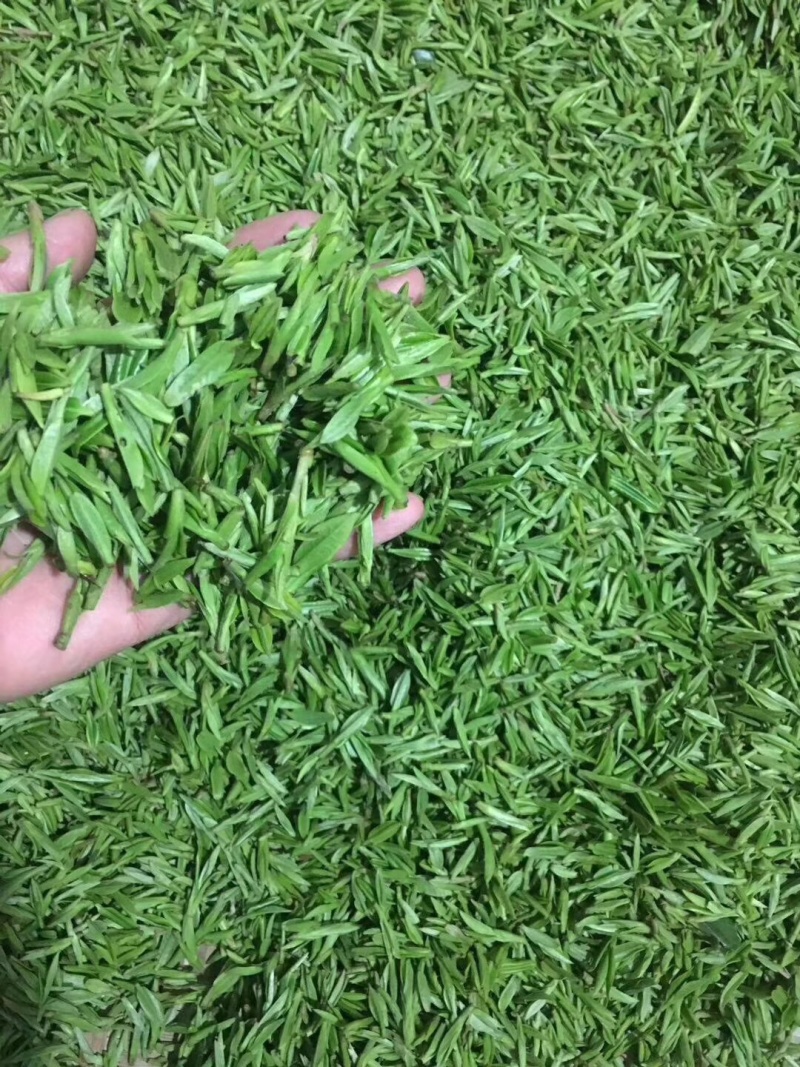 明前茶岳西翠兰