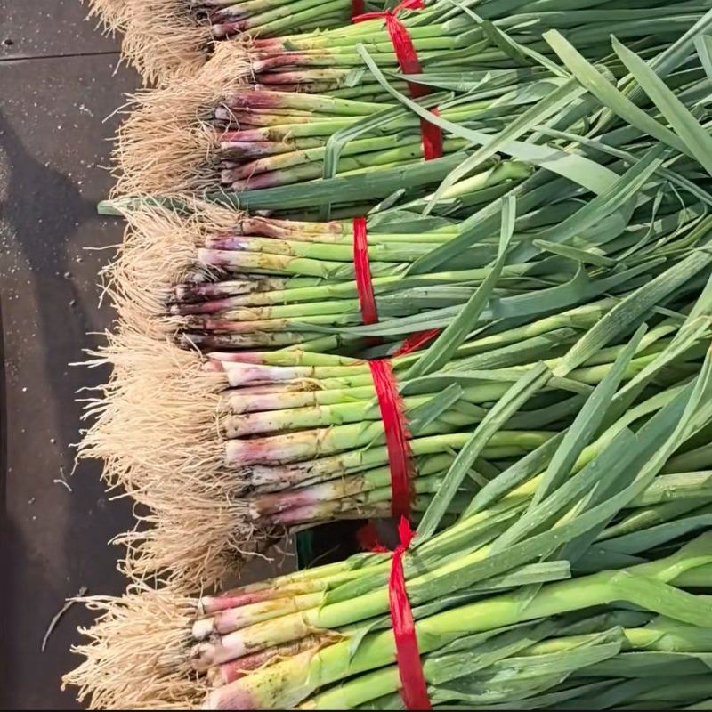 红根蒜苗