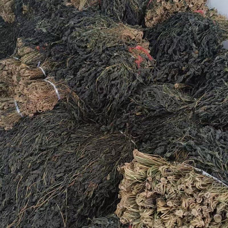 萝卜缨大量上市厂家直发价格优惠品质保证欢迎来电洽谈