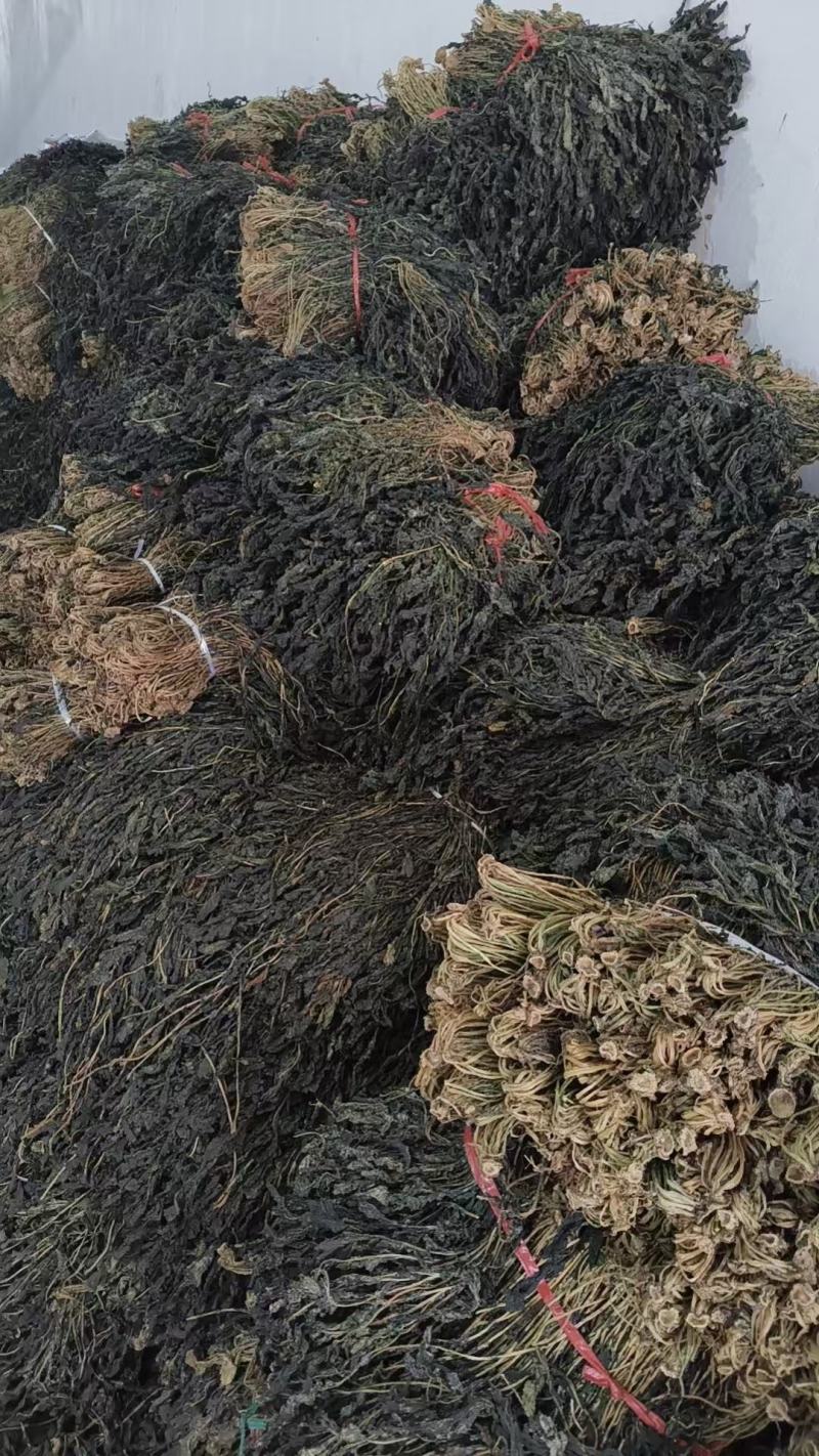 萝卜缨大量上市厂家直发价格优惠品质保证欢迎来电洽谈
