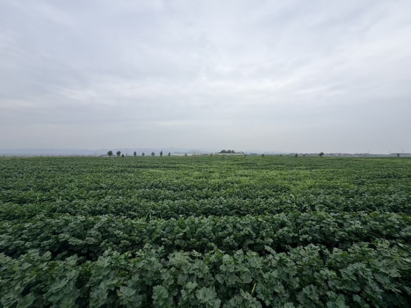 500亩芹菜开卖