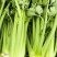 500亩芹菜开卖