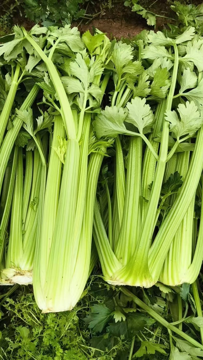 500亩芹菜开卖