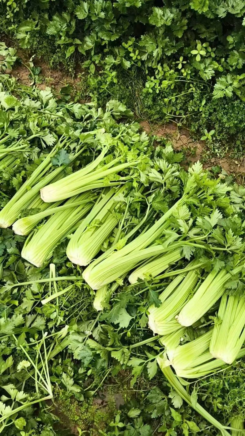 500亩芹菜开卖