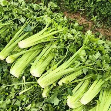 500亩芹菜开卖