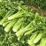 500亩芹菜开卖