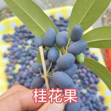 桂花籽