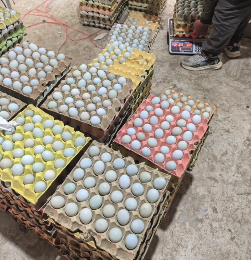 双色粉壳土鸡蛋净重33/34双色绿壳土鸡蛋净重35/36