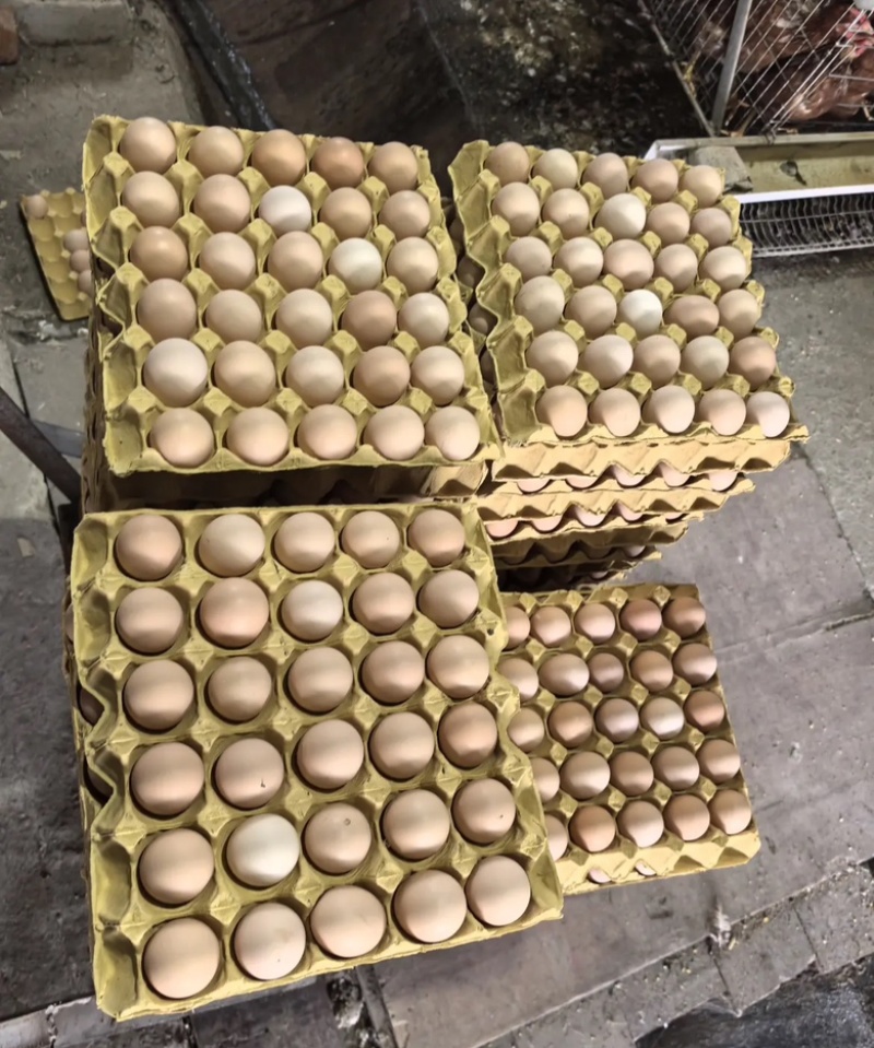双色粉壳土鸡蛋净重33/34双色绿壳土鸡蛋净重35/36
