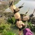 新35，鄂莲6号《基地直销》。