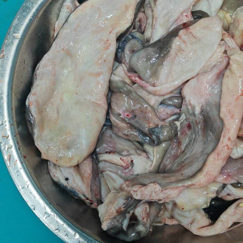 鲟鱼鱼泡