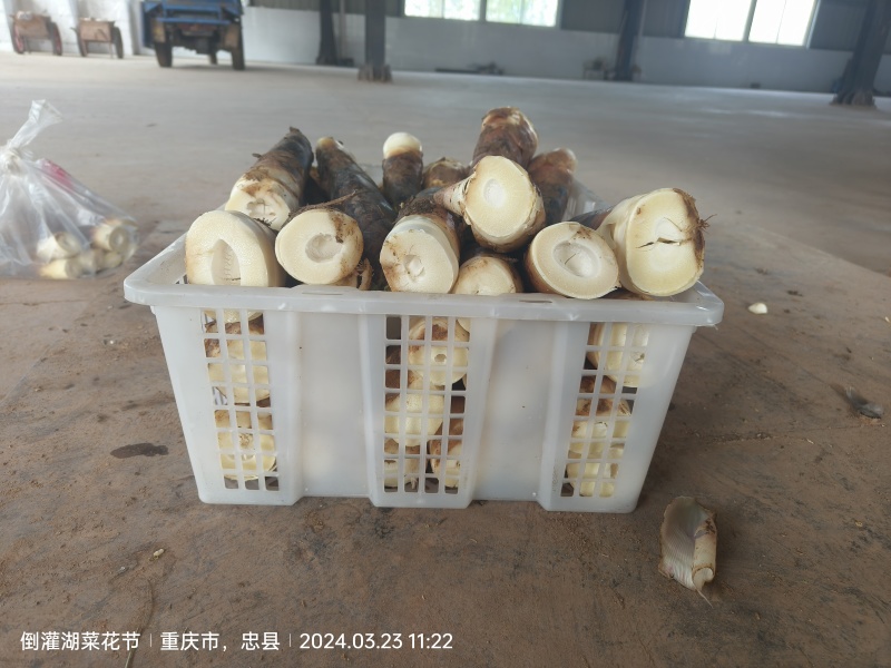 鲜竹笋