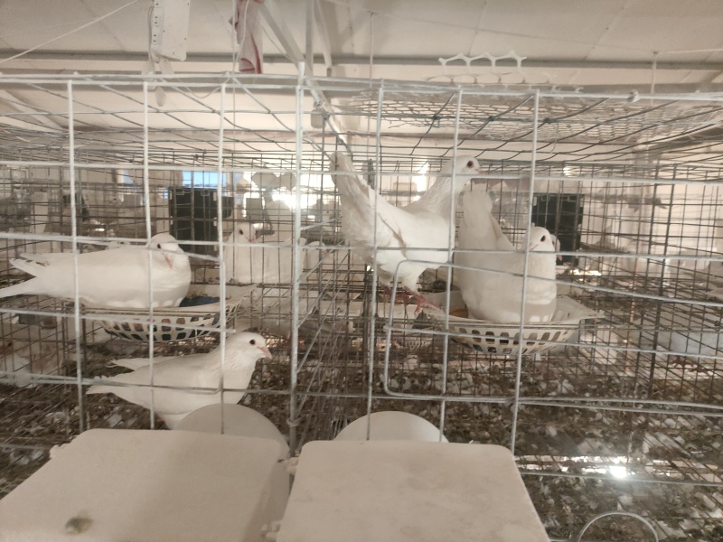 2年肉鸽种鸽，正好干活好时候，有意者联系