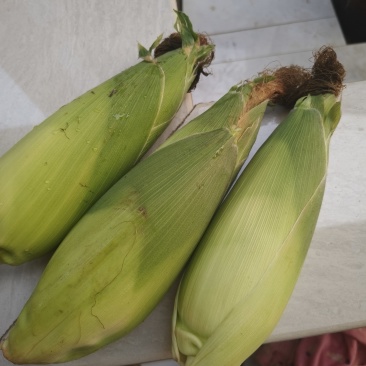 新鲜甜玉米