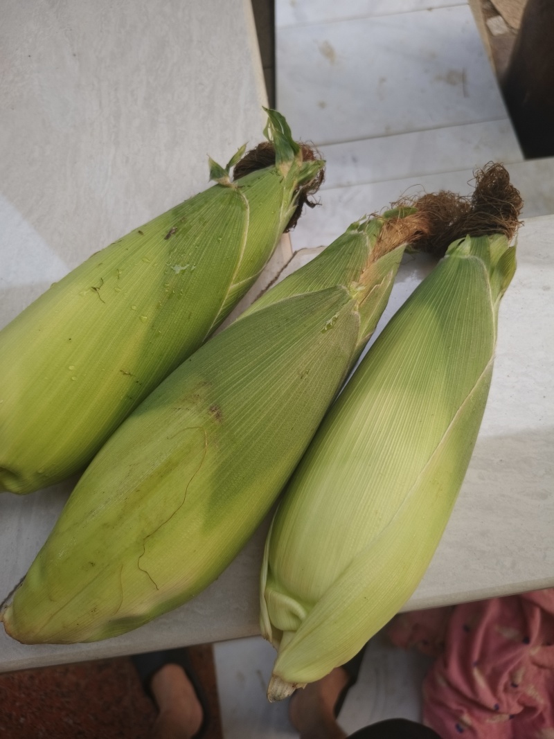 新鲜甜玉米