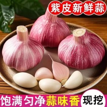 金乡大蒜大蒜头独蒜产地一手货源保质保量