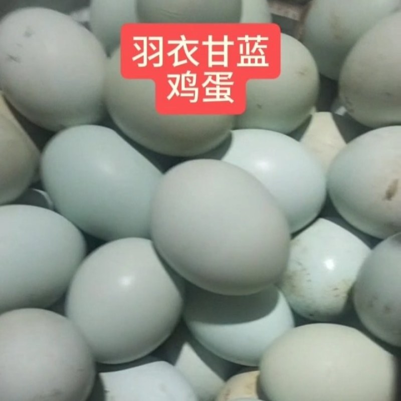 羽衣甘蓝鸡蛋/保质保量/欢迎来电咨询合作
