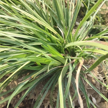 麦冬草