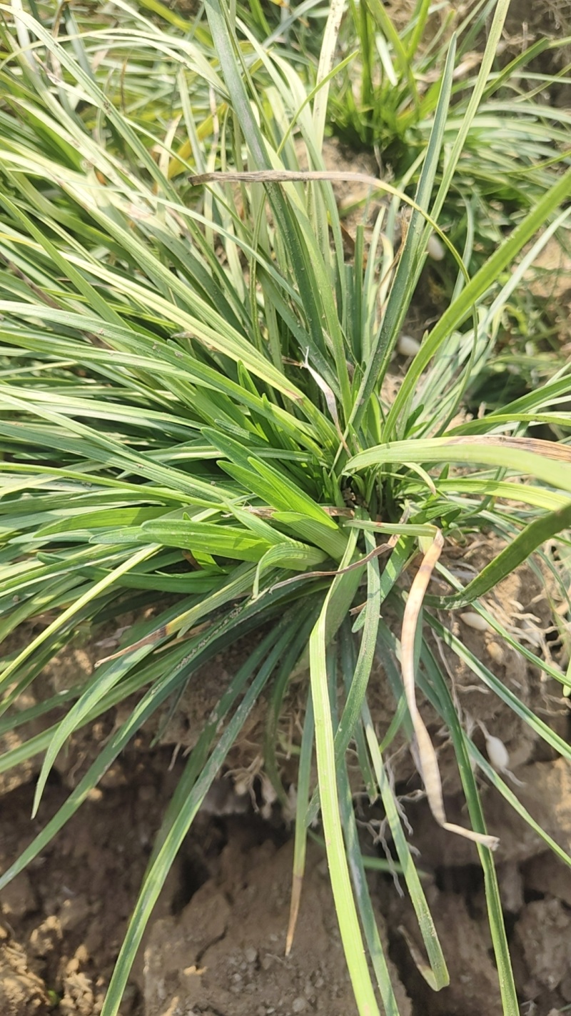 麦冬草