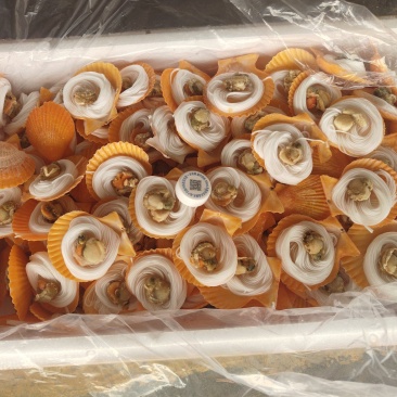 扇贝粉丝扇贝全规格夏季烧烤来选量大价优