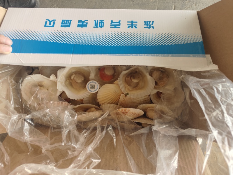 扇贝粉丝扇贝全规格夏季烧烤来选量大价优