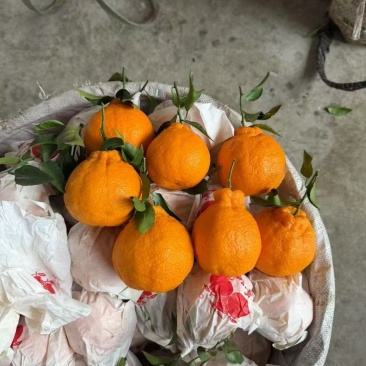 不知火(丑柑)