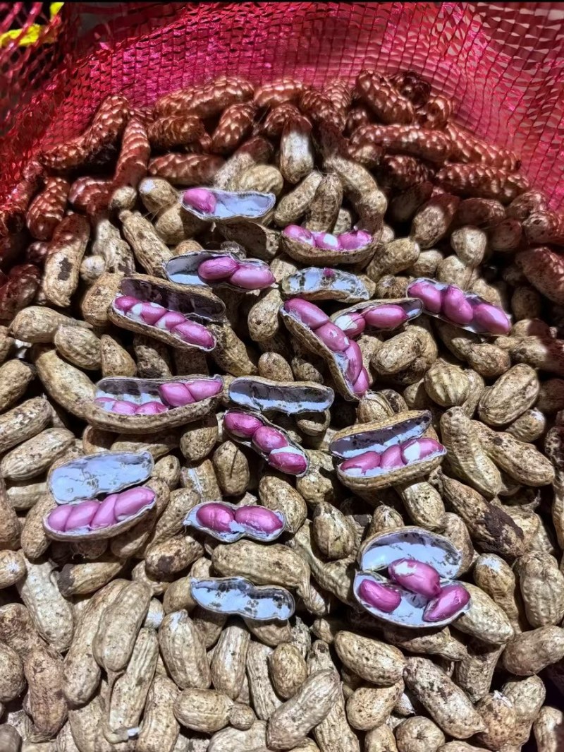 广东鲜花生四粒红现摘现发红衣花生